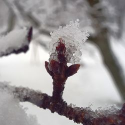 Snow covered trees