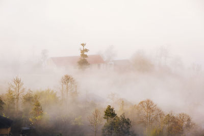 Trees on landscape against sky