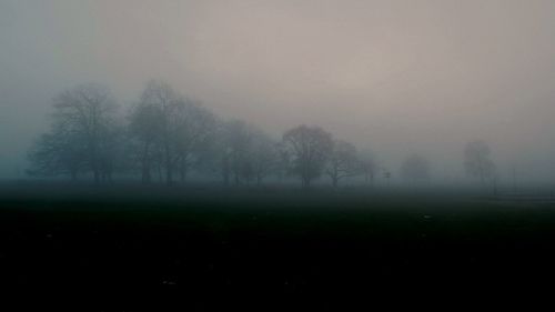 Trees in foggy weather against sky during winter