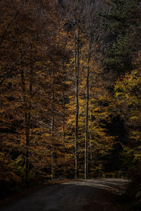 Road amidst trees in forest during autumn