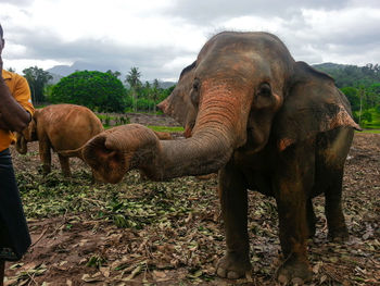 Elephant standing on field against sky