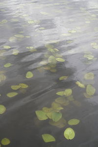 High angle view of leaves floating on water