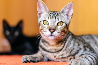 Close-up portrait of a cat