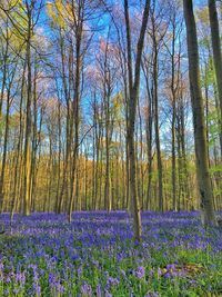 Low angle view of flower trees on field