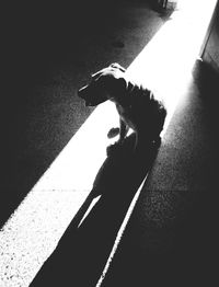 Silhouette of man