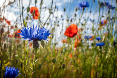 Close-up of purple poppy flowers growing on field