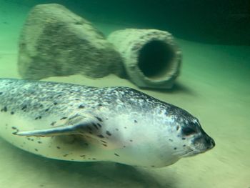 Close-up of fish swimming in sea