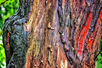 Close-up of tree trunk