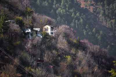 High angle view of trees and houses in forest