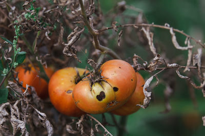 Tomato in autumn 