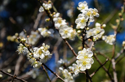 Close-up of apple blossoms in spring