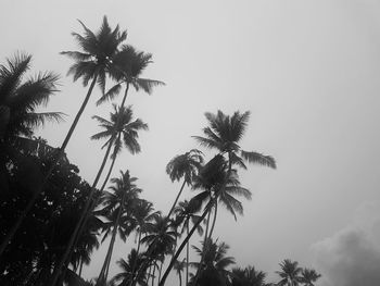 Low angle view of palm trees against clear sky