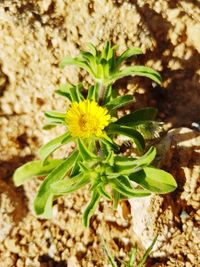 Close-up of yellow flowering plant