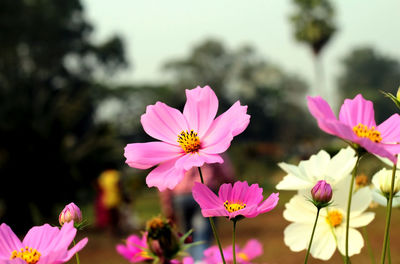 Close-up of pink cosmos flowers