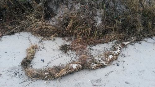High angle view of abandoned grass in winter