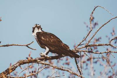 Low angle view of owl perching on tree against clear sky