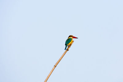 Low angle view of kingfisher bird perching on pole against clear sky