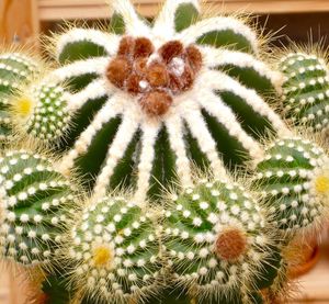 Close-up of cactus flower