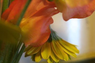 Close-up of day lily blooming outdoors