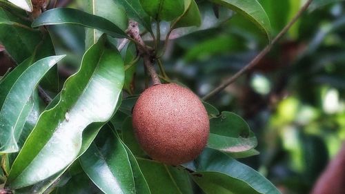 Close-up of fruit growing on tree