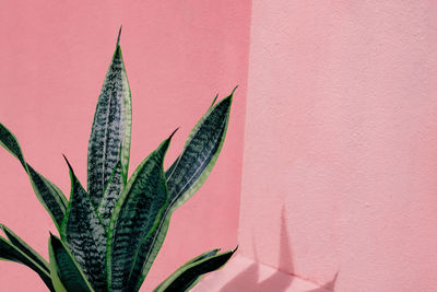 Close-up of plant against pink wall
