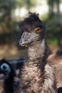 Close-up of a bird looking away