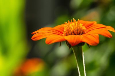 Close-up of orange flower