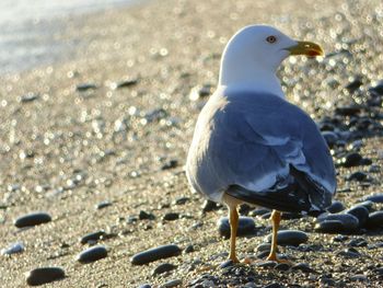 Close-up of bird on beach