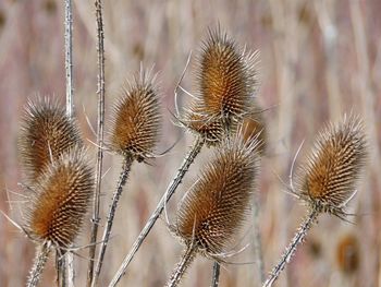 Close-up of spiked plant