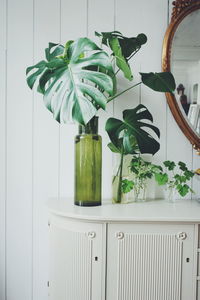 Plants on table at home