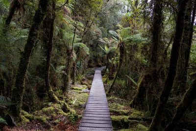 Footpath amidst trees in forest