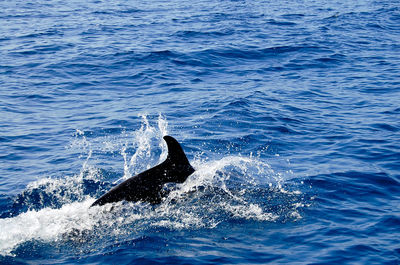 View of fish swimming in sea