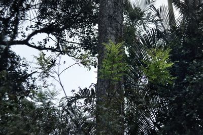 Low angle view of tree in forest