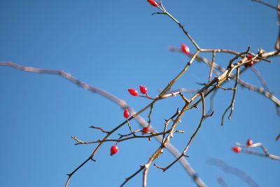 Low angle view of berries on tree against clear sky