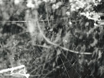 Close-up of spider on web