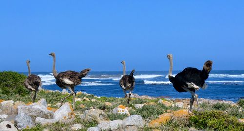 Flock of birds on beach