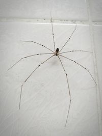 Close-up of spider on web