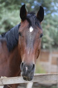 Close-up portrait of horse in stable