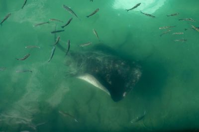 Magnificent stingray swimming in the ocean