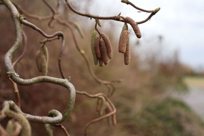 Close-up of plant hanging on branch