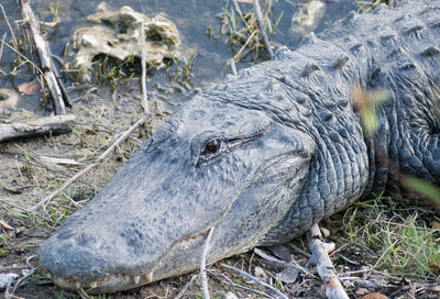 alligator