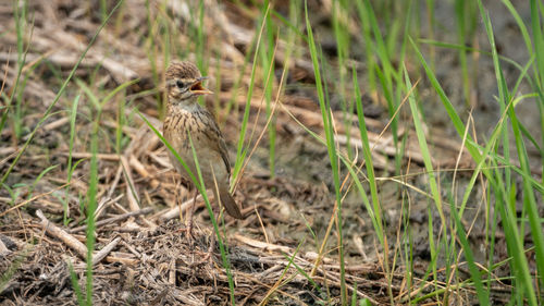 Bird on a field