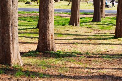 Trees on grassy field