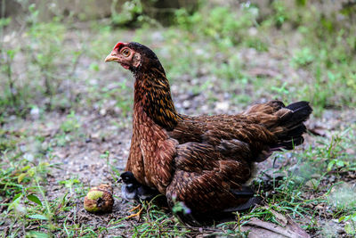 Close-up of a chicken on field