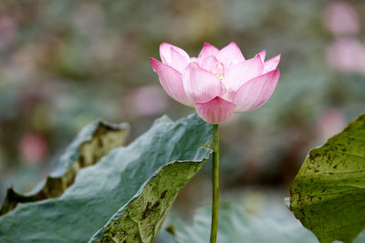 Close-up of pink lotus water lily