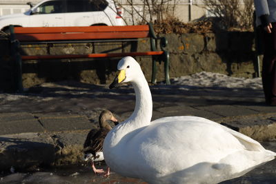 Close-up of birds in lake