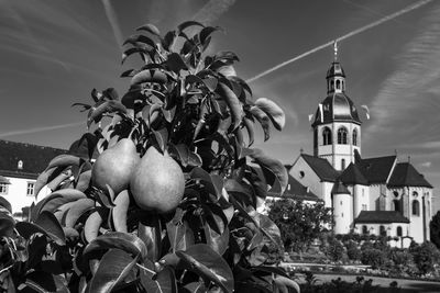 Fruits growing on tree by building against sky