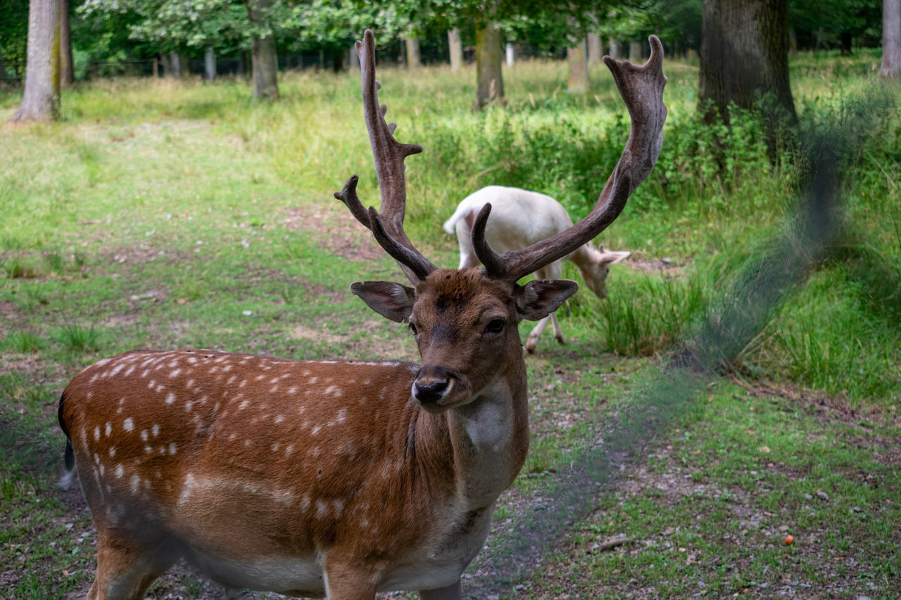 animal, animal themes, mammal, animal wildlife, plant, animals in the wild, day, deer, tree, portrait, looking at camera, land, one animal, vertebrate, nature, no people, antler, field, standing, outdoors, herbivorous