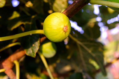 Close-up of lemon growing on tree