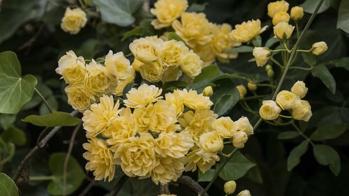 Close-up of yellow flowering plants